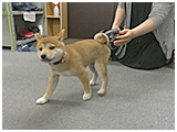 ちゃこまろ きょうのわんこ 写真3