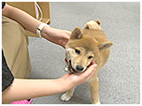 ちゃこまろ きょうのわんこ 写真4