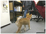 ちゃこまろ きょうのわんこ 写真5