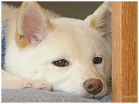 コナ きょうのわんこ 写真1