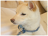 コナ きょうのわんこ 写真3