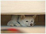 コナ きょうのわんこ 写真4
