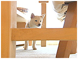 コナ きょうのわんこ 写真5
