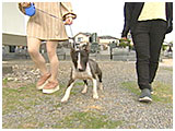 アグリ きょうのわんこ 写真2