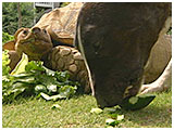 アグリ きょうのわんこ 写真5