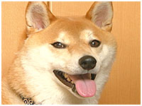 福 きょうのわんこ 写真1