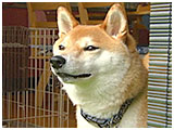 福 きょうのわんこ 写真4