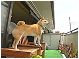 福 きょうのわんこ 写真5