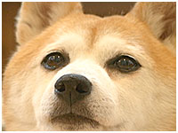 ハル きょうのわんこ 写真1
