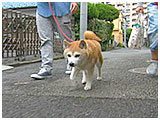ハル きょうのわんこ 写真2