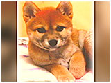 ハル きょうのわんこ 写真3