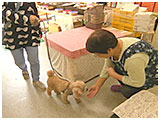メープル きょうのわんこ 写真4
