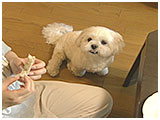 マル きょうのわんこ 写真3