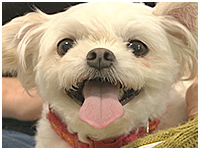 むっちゃん きょうのわんこ 写真1