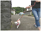 むっちゃん きょうのわんこ 写真4
