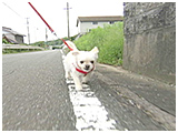 むっちゃん きょうのわんこ 写真5
