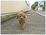チロル きょうのわんこ 写真4