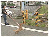 チロル きょうのわんこ 写真5