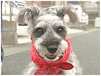 ゴン きょうのわんこ 写真1