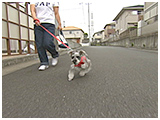 ゴン きょうのわんこ 写真2