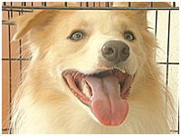 キッシュ きょうのわんこ 写真1