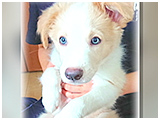 キッシュ きょうのわんこ 写真3
