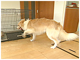 キッシュ きょうのわんこ 写真4