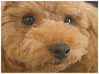 茶々丸 きょうのわんこ 写真1