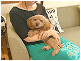 茶々丸 きょうのわんこ 写真2