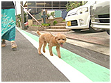 茶々丸 きょうのわんこ 写真4