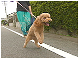 茶々丸 きょうのわんこ 写真5