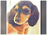 ルル きょうのわんこ 写真3