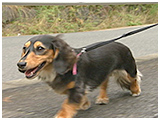 ルル きょうのわんこ 写真5