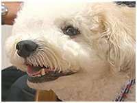 アンディ きょうのわんこ 写真1