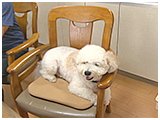 アンディ きょうのわんこ 写真2
