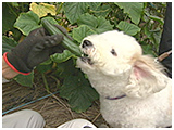 アンディ きょうのわんこ 写真5