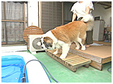あき きょうのわんこ 写真4