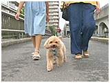 メナ きょうのわんこ 写真2