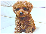 ププ きょうのわんこ 写真3