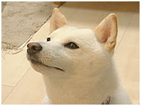 晴（ハル） きょうのわんこ 写真1