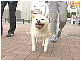 晴（ハル） きょうのわんこ 写真2