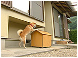 空（くう） きょうのわんこ 写真4