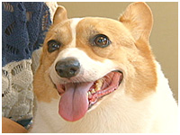 こはる きょうのわんこ 写真1