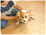 こはる きょうのわんこ 写真2