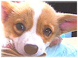 こはる きょうのわんこ 写真3