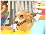 こはる きょうのわんこ 写真5
