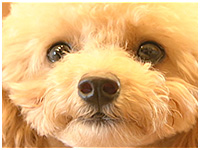 マキアート きょうのわんこ 写真1