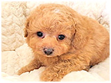 マキアート きょうのわんこ 写真3