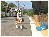 ポコダーヌ きょうのわんこ 写真2