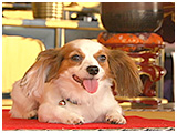ポコダーヌ きょうのわんこ 写真4